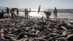 o-sopro-prateado-do-ciclone:-temporal-favorece-pescadores-durante-a-captura-de-tainhas-em-florianopolis