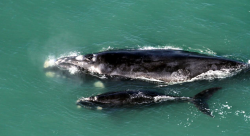 florianopolis-sedia-seminario-de-pesquisa-e-conservacao-da-baleia-franca