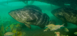 rara-agregacao-reprodutiva-de-peixes-da-especie-mero,-o-gigante-dos-mares,-e-avistada-em-santa-catarina