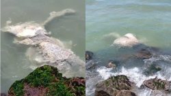 video:-baleia-em-decomposicao-ha-5-dias-em-praia-de-florianopolis-preocupa-banhistas