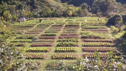 multi-promove-nova-edicao-da-feira-noturna-no-sul-da-ilha