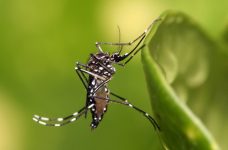 sc-registra-em-aumento-de-650%-nos-casos-de-dengue-em-2024;-especialista-alerta-sobre-os-sintomas-e-cuidados-com-a-doenca