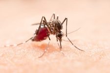 dengue:-o-controle-da-proliferacao-do mosquito e-crucial