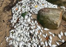 mortandade-de-peixes-em-florianopolis-e-sao-jose-gera-alerta-dos-orgaos-de-fiscalizacao