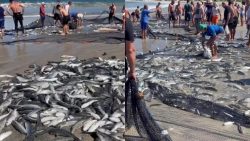 video:-pescadores-comemoram-apos-capturar-milhares-de-tainhas,-em-florianopolis