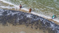 frio-traz-lancos-com-mais-de-5-mil-tainhas-e-anima-pescadores-de-santa-catarina