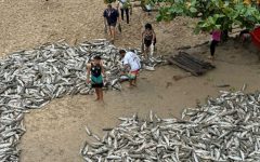 pescadores-captura-29.030-tainhas-em-bombinhas-nesta-sexta