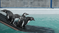 primeiro-grupo-de-pinguins-reabilitados-em-2024-sera-solto-em-florianopolis